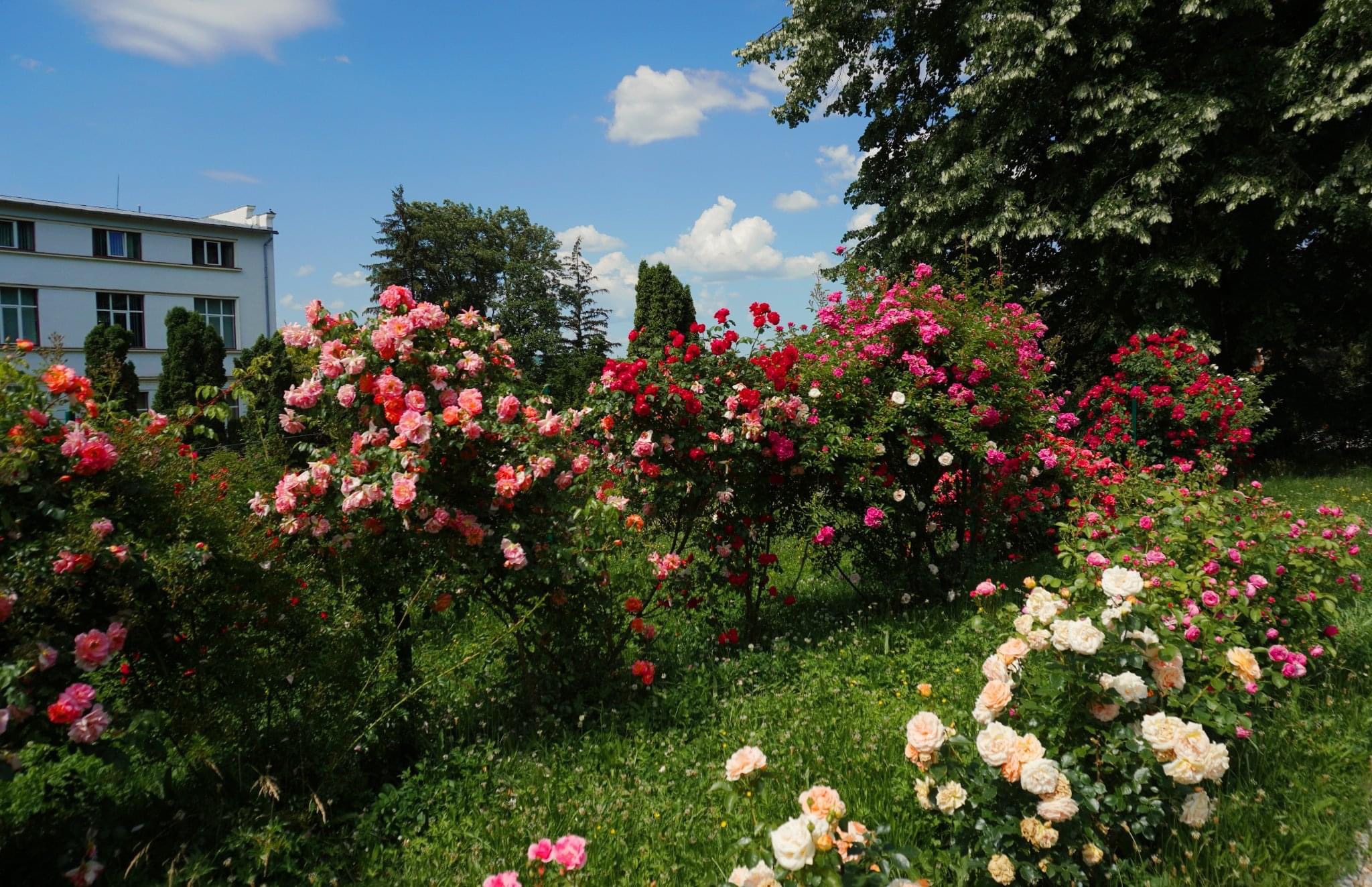 Trandafirii din Grădina Botanica Cluj sunt în punctul de maximă înflorire. Program & Galerie FOTO