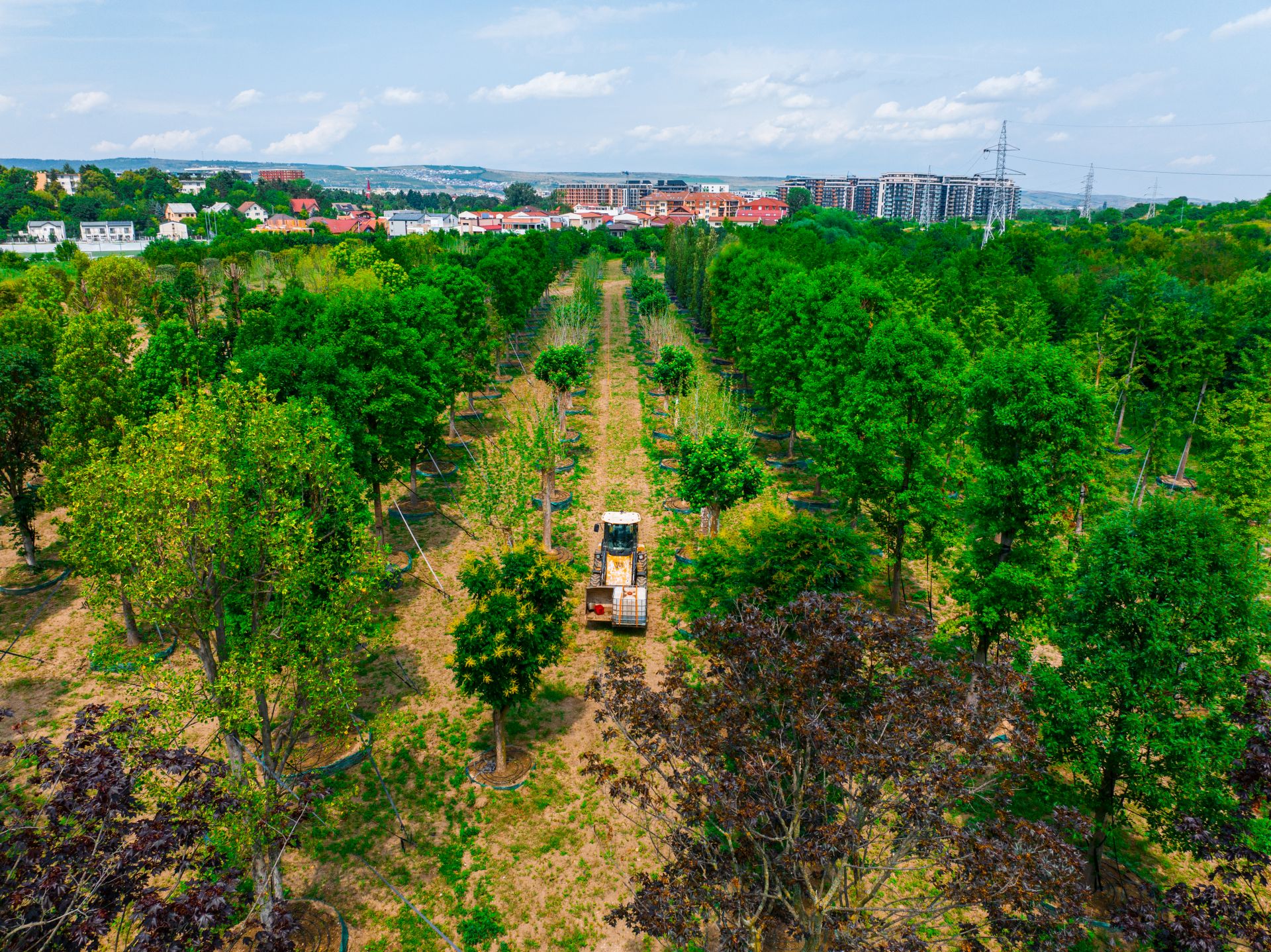 „Pădure” cu peste 600 arbori și peste 100.000 de plante decorative – Parte din Cluj. Ce pregătește IULIUS pentru grădina ce va fi creată prin proiectul de reconversie urbană propus în zona Carbochim.