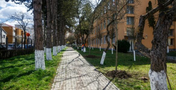 Toamna această vine cu noi plantări de copaci în Cluj.