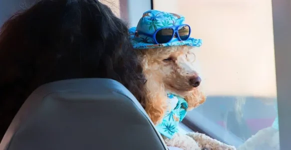 Regulament pentru călătoriile alături de câini în mijloacele de transport în comun din Cluj