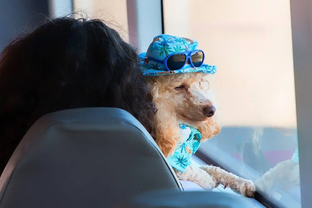 Regulament pentru călătoriile alături de câini în mijloacele de transport în comun din Cluj