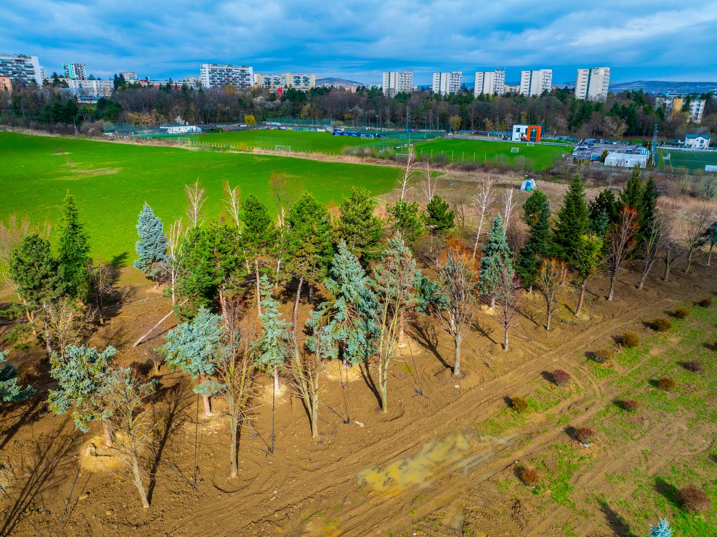 VIDEO: Copacii Carbochim se păstrează. Revin în același loc, într-un nou parc deschis către Someș, parte din proiectul de reconversie a fostei platforme industriale