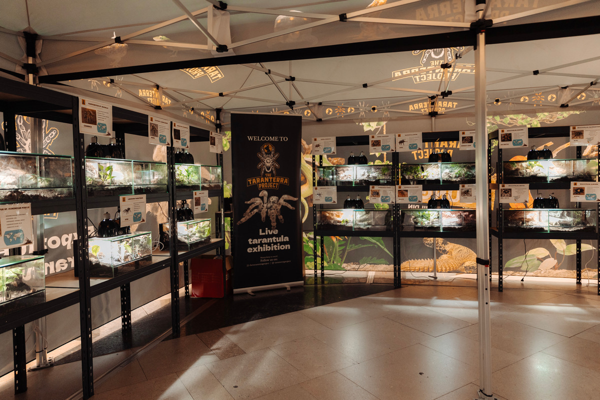 Experiențe unice pentru întreaga familie, la Iulius Mall: șah și expoziție de tarantule și reptile vii
